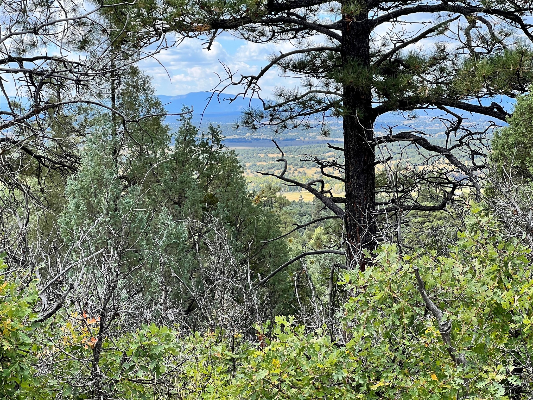 Ginny Cerrella Santa Fe NM Real Estate, Santa Fe Luxury Homes for Sale